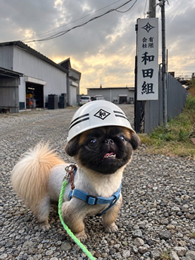 和田組のヘルメットをかぶった看板犬